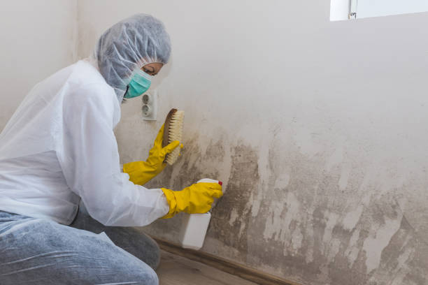 Layton, UT Mold Removal Company