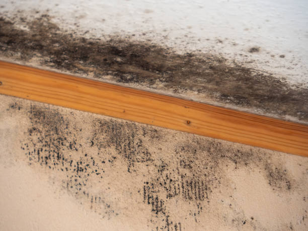 Best Basement Mold Removal  in Layton, UT