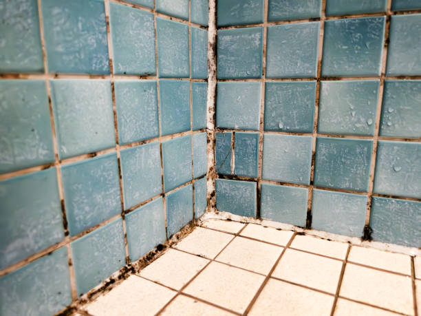 Best Real Estate Mold Inspection  in Layton, UT